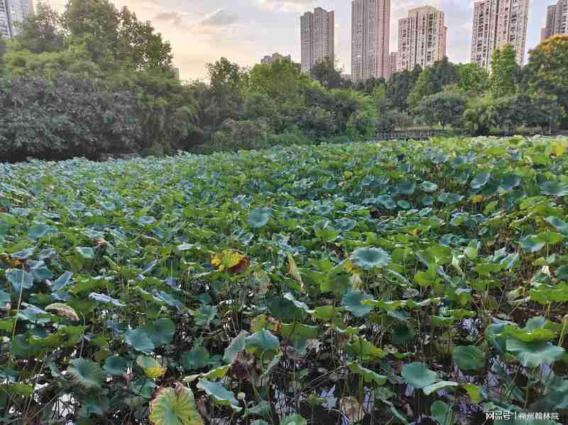  拒绝网红滤镜：为什么我们总误解身边的宝藏公园 文化旅游