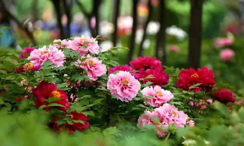 从单一赏花到百亿产业：菏泽牡丹IP构建的深层逻辑 文化旅游