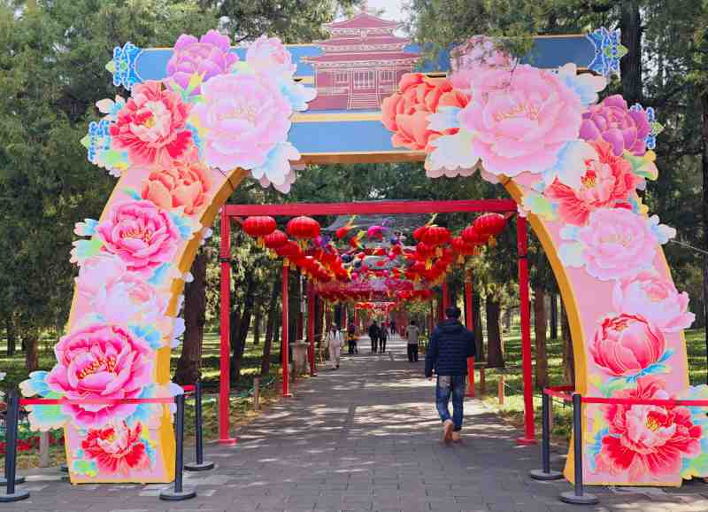  从控温到控花：景山公园“催醒”牡丹的促培技术全解析 文化旅游