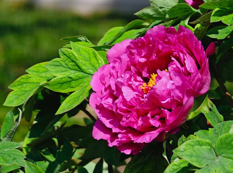  从控温到控花：景山公园“催醒”牡丹的促培技术全解析 文化旅游